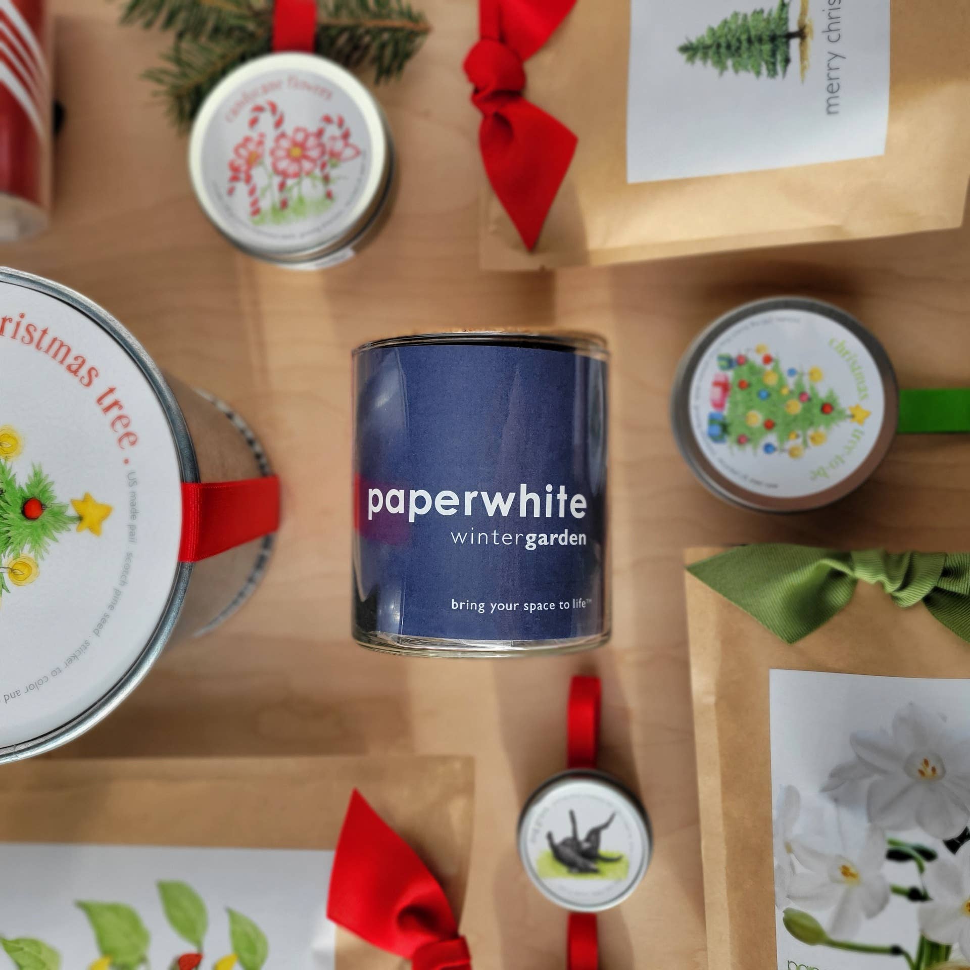 Essential | Paperwhite Garden | Christmas Best Seller Potting Shed Creations, Ltd.