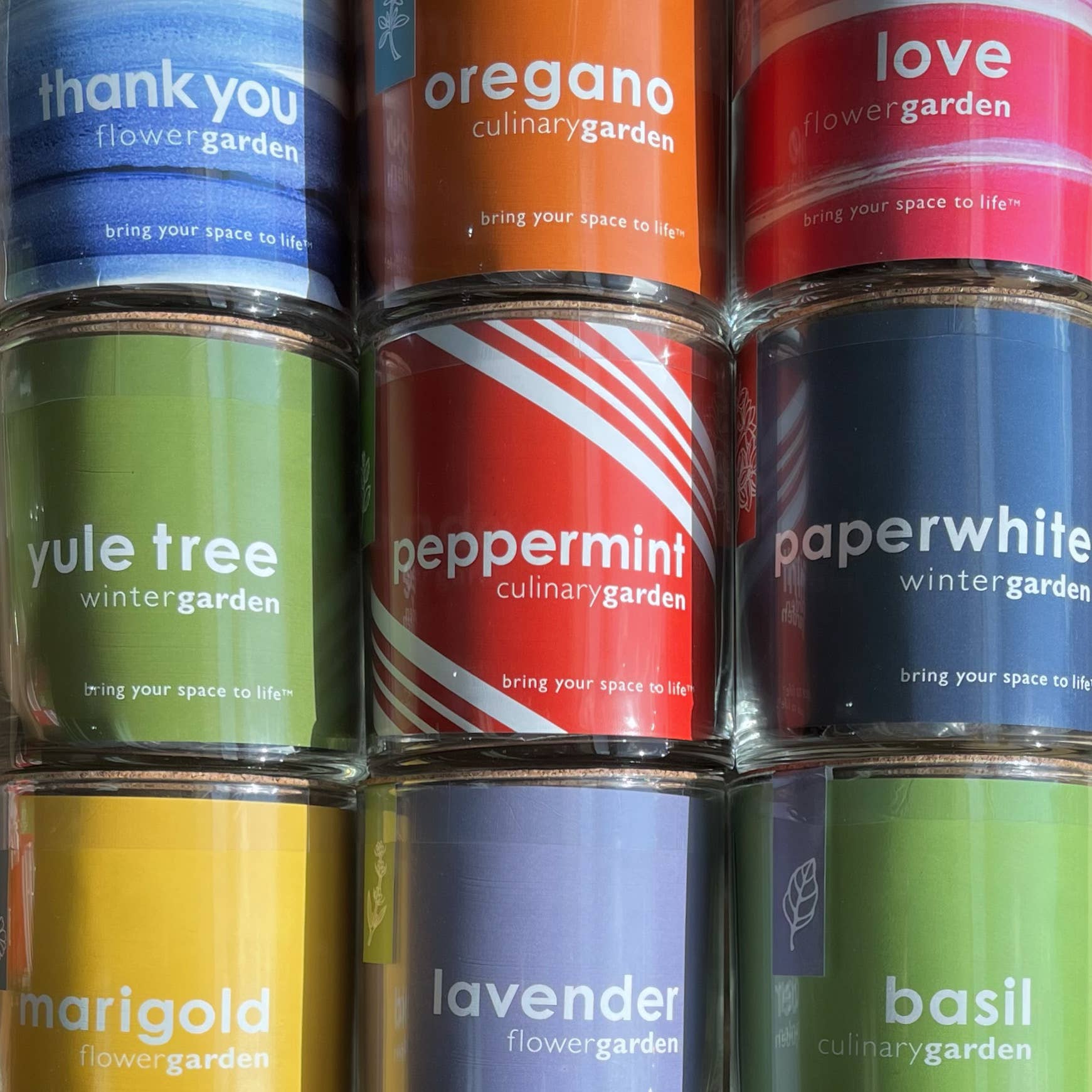 Essential | Paperwhite Garden | Christmas Best Seller Potting Shed Creations, Ltd.