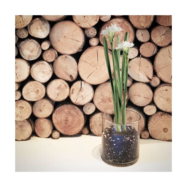 Essential | Paperwhite Garden | Christmas Best Seller Potting Shed Creations, Ltd.