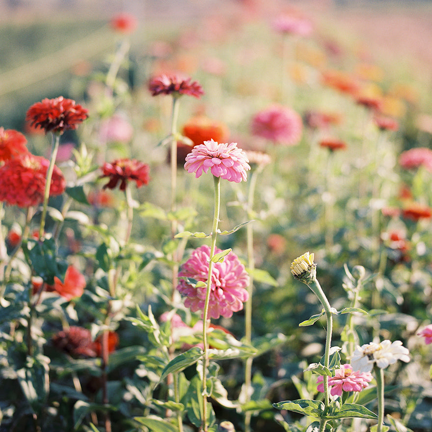 Zinnia Pumila Flower Seeds (Case of 12) Anellabees