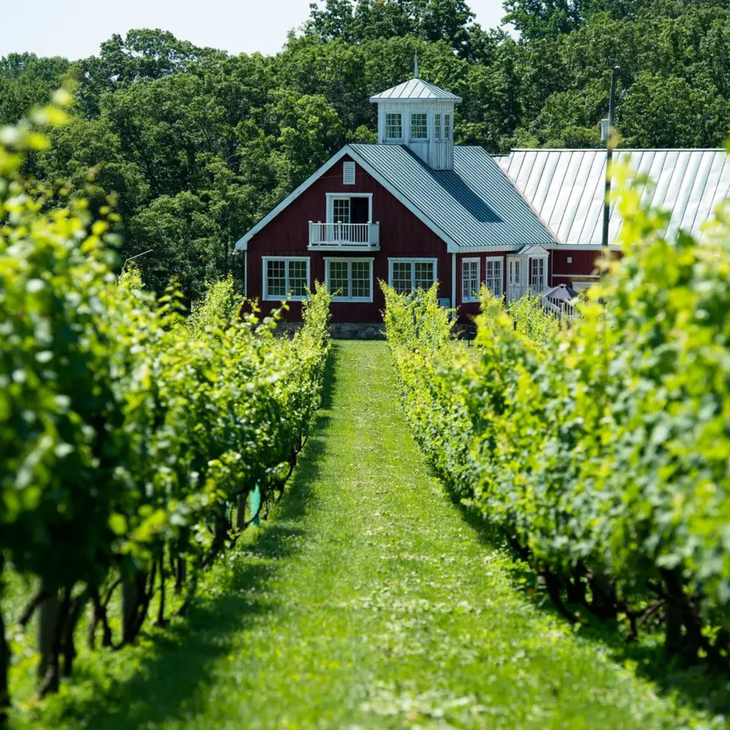 Wine Education Experience with Tasting and Picnic virgin experiences