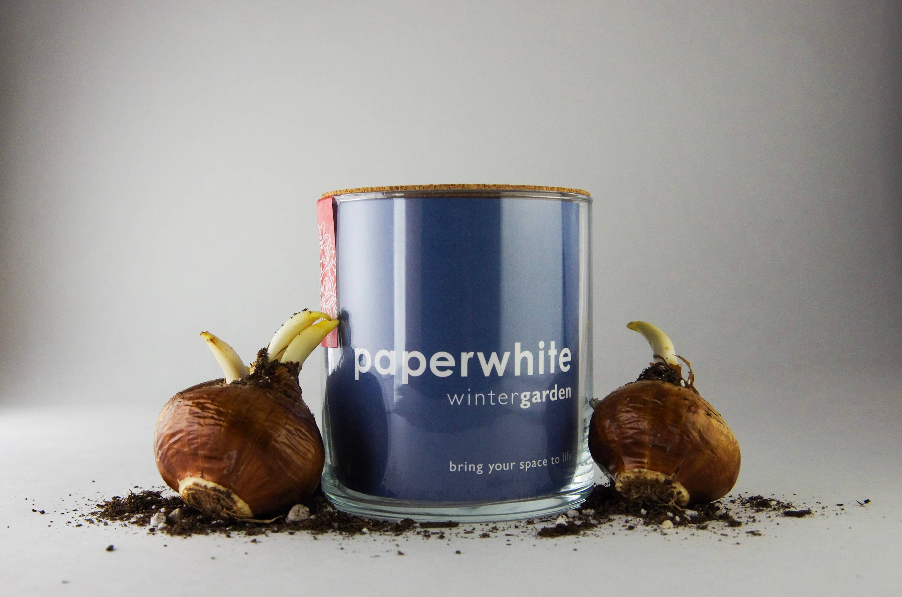 Essential | Paperwhite Garden | Christmas Best Seller Potting Shed Creations, Ltd.