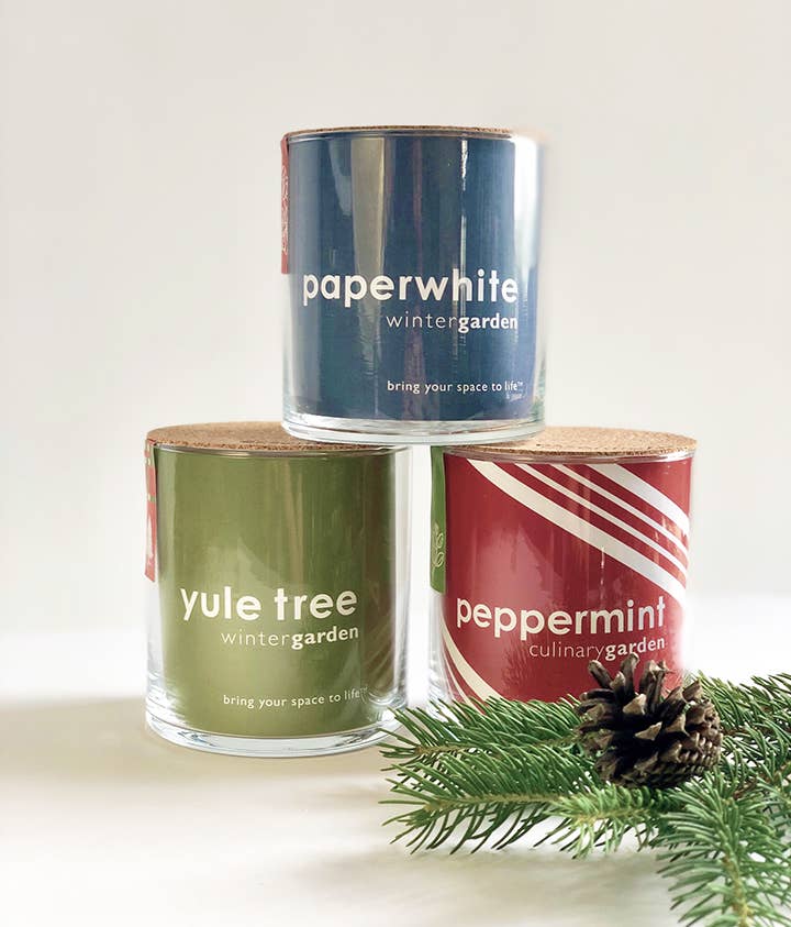 Essential | Paperwhite Garden | Christmas Best Seller Potting Shed Creations, Ltd.