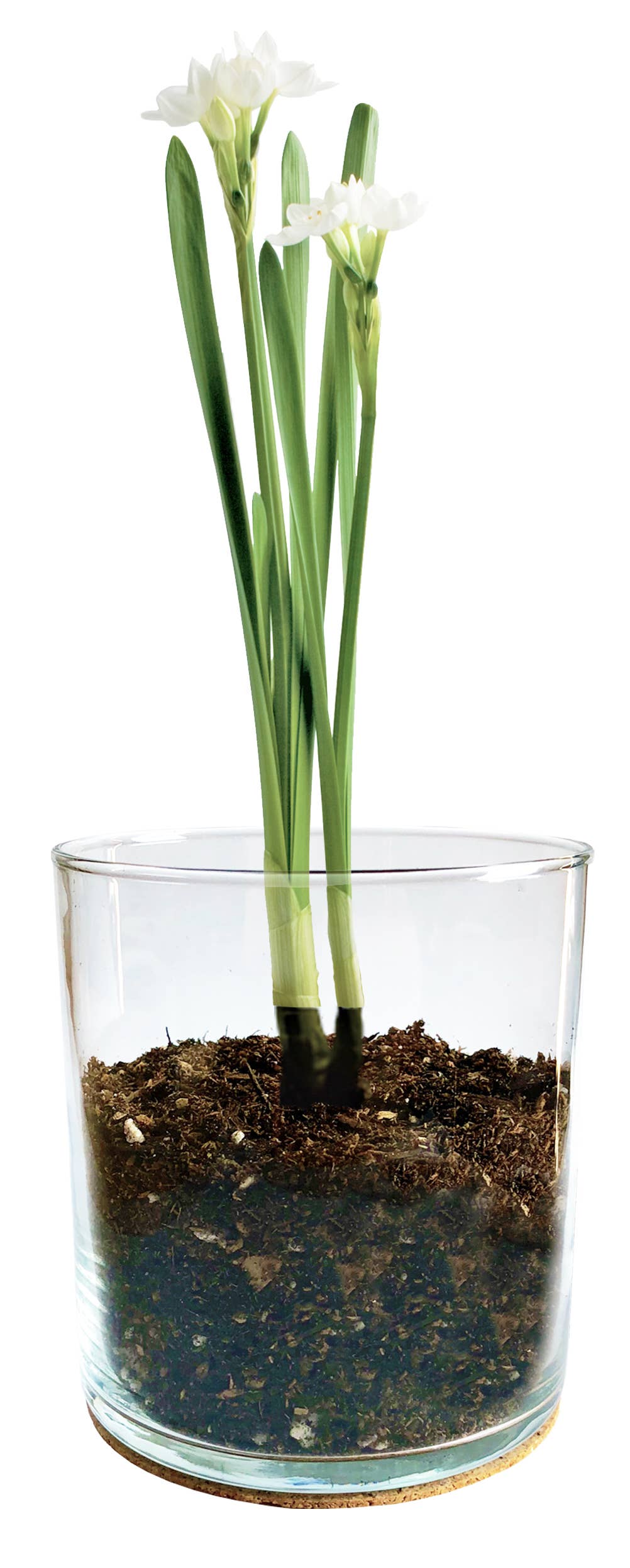 Essential | Paperwhite Garden | Christmas Best Seller Potting Shed Creations, Ltd.