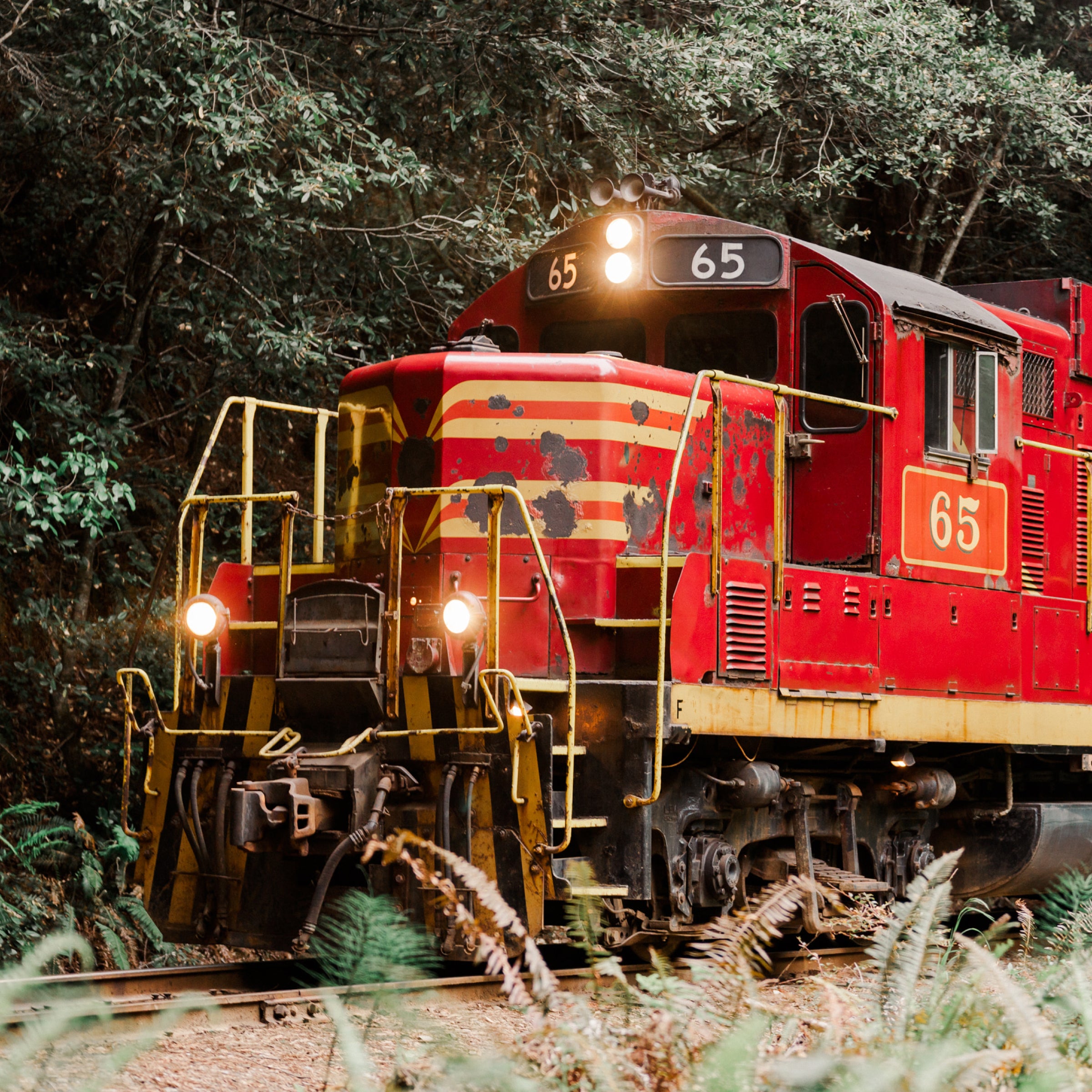 Redwoods Adventure: Scenic Train Ride to the Secluded Glen Blair Bar