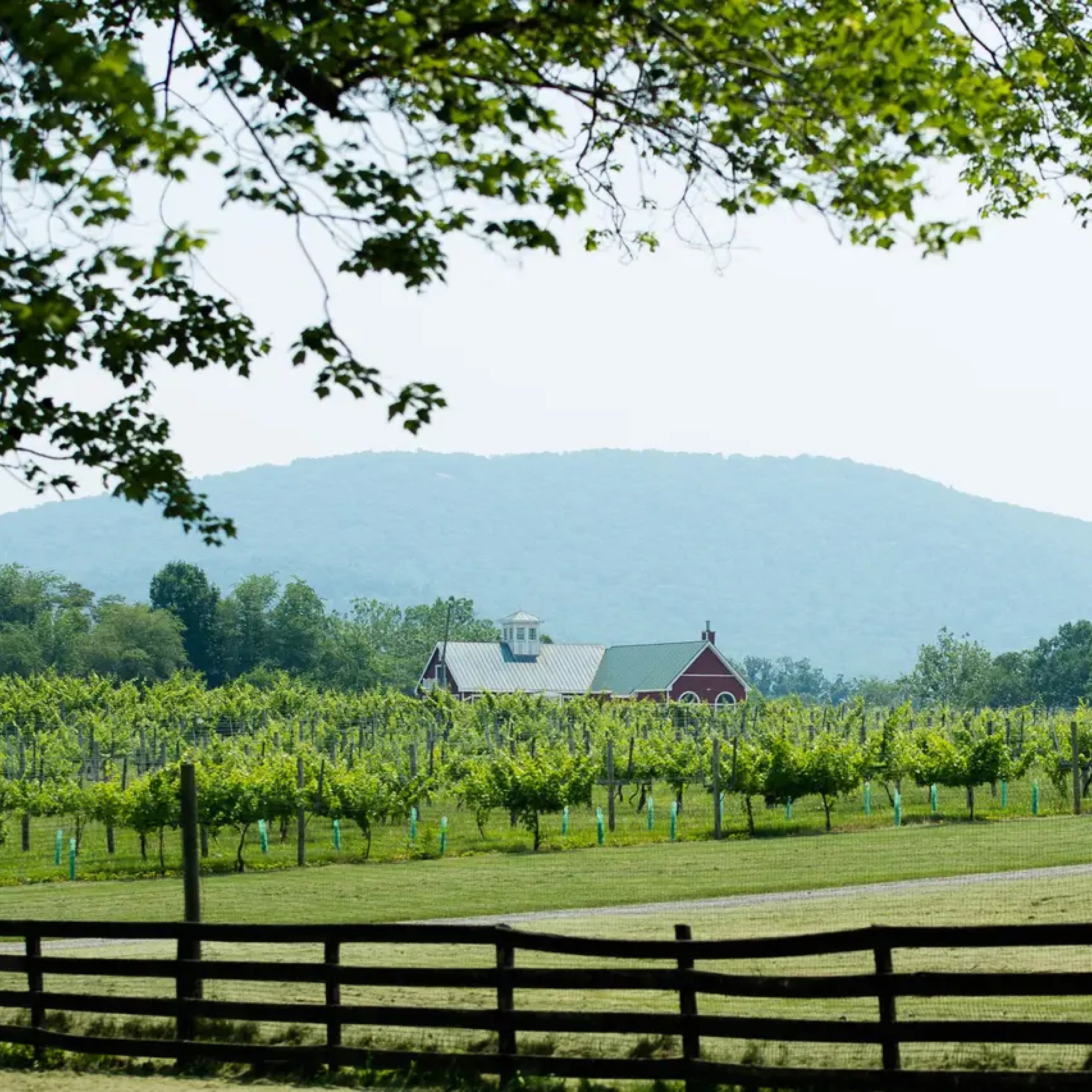 Wine Education Experience with Tasting and Picnic