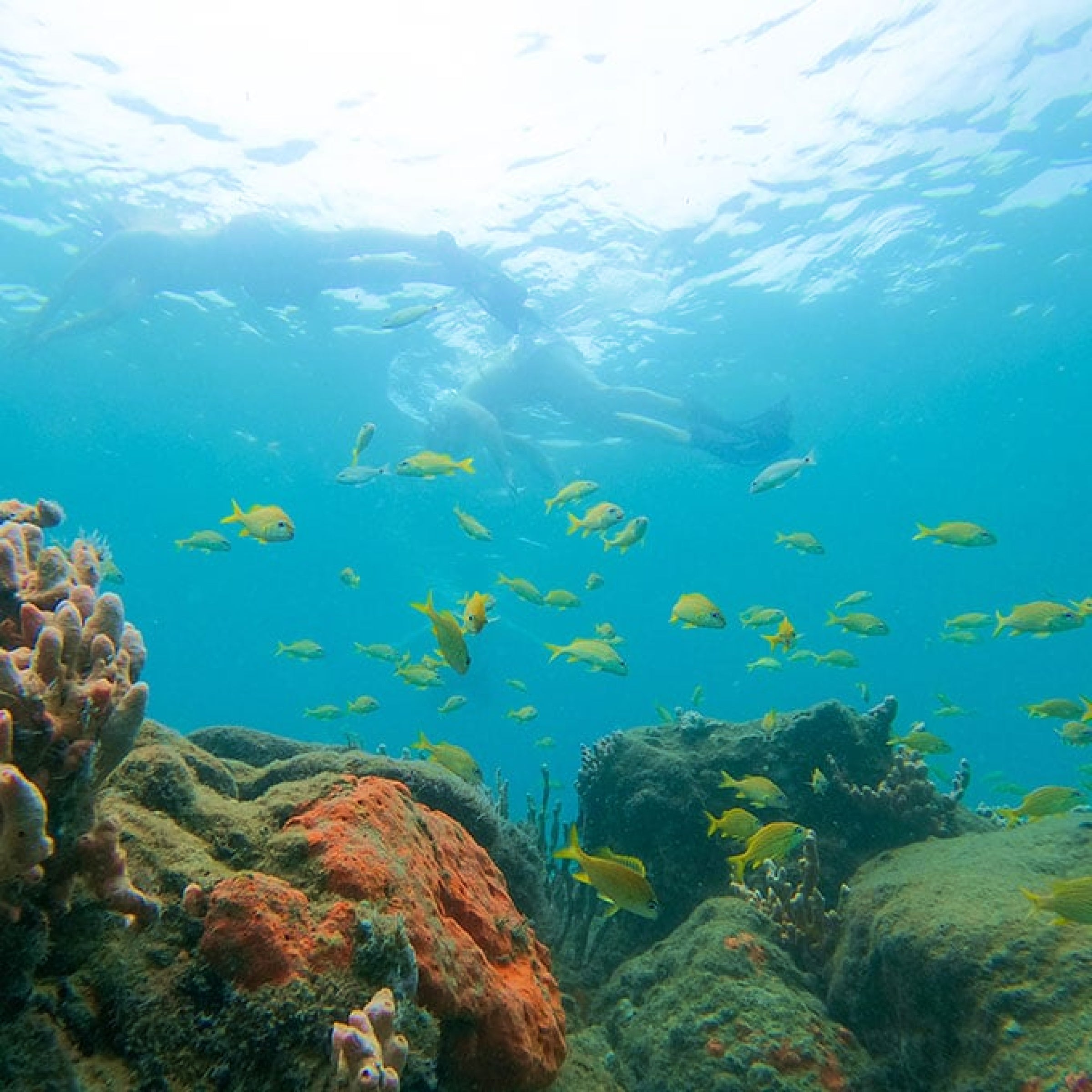 Guided Snorkel Tour of Blue Heron Bridge