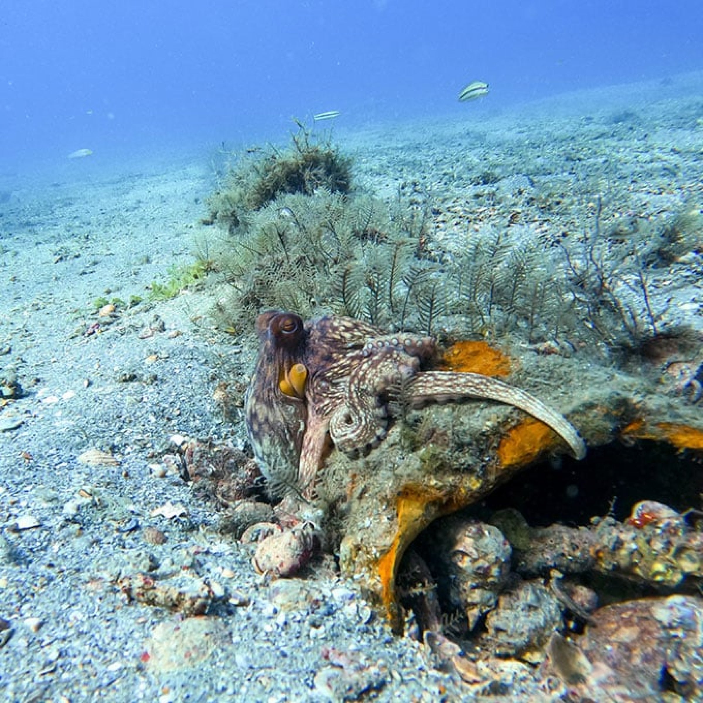 Guided Snorkel Tour of Blue Heron Bridge