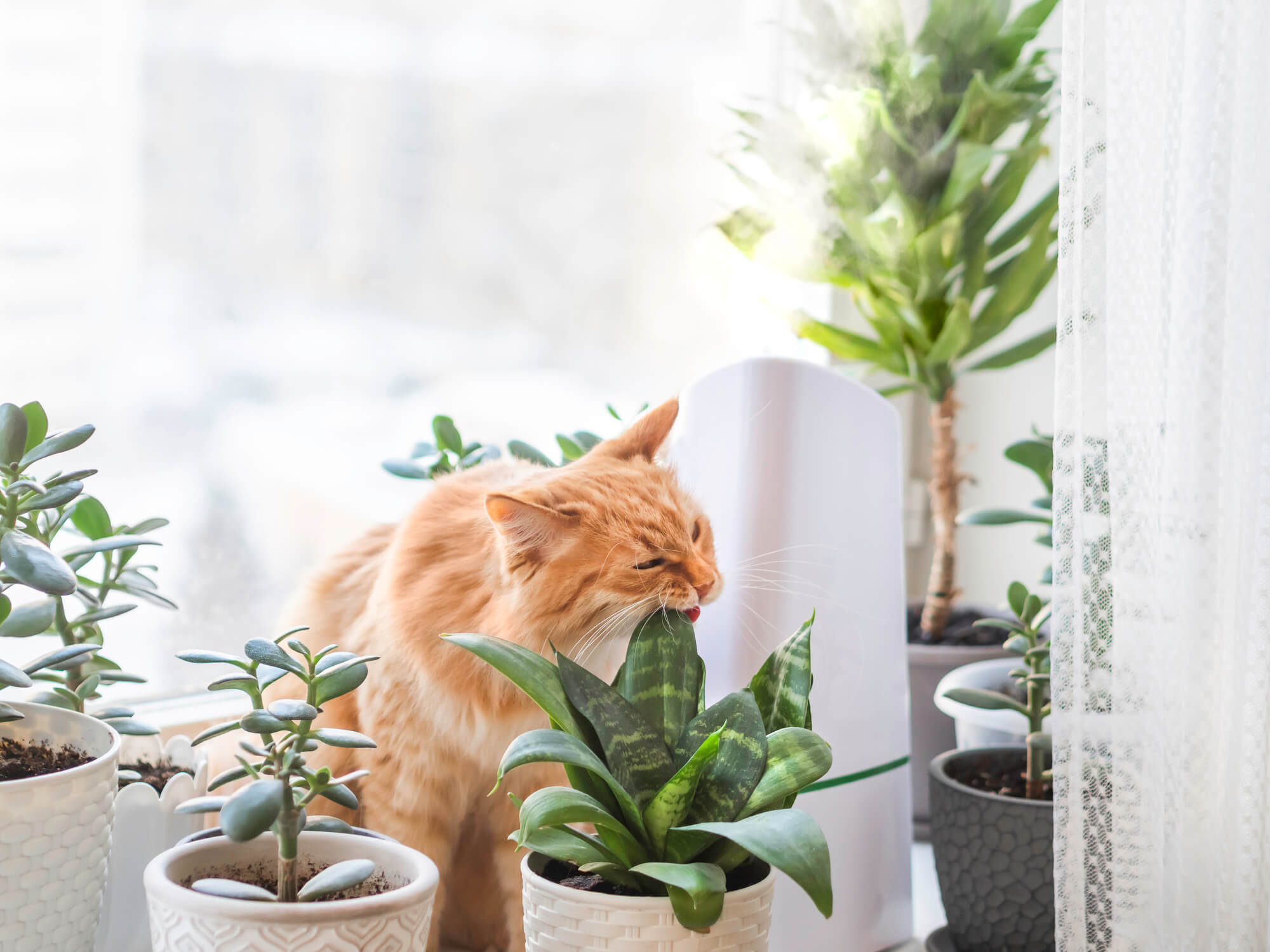 cat-eats-plant.jpg
